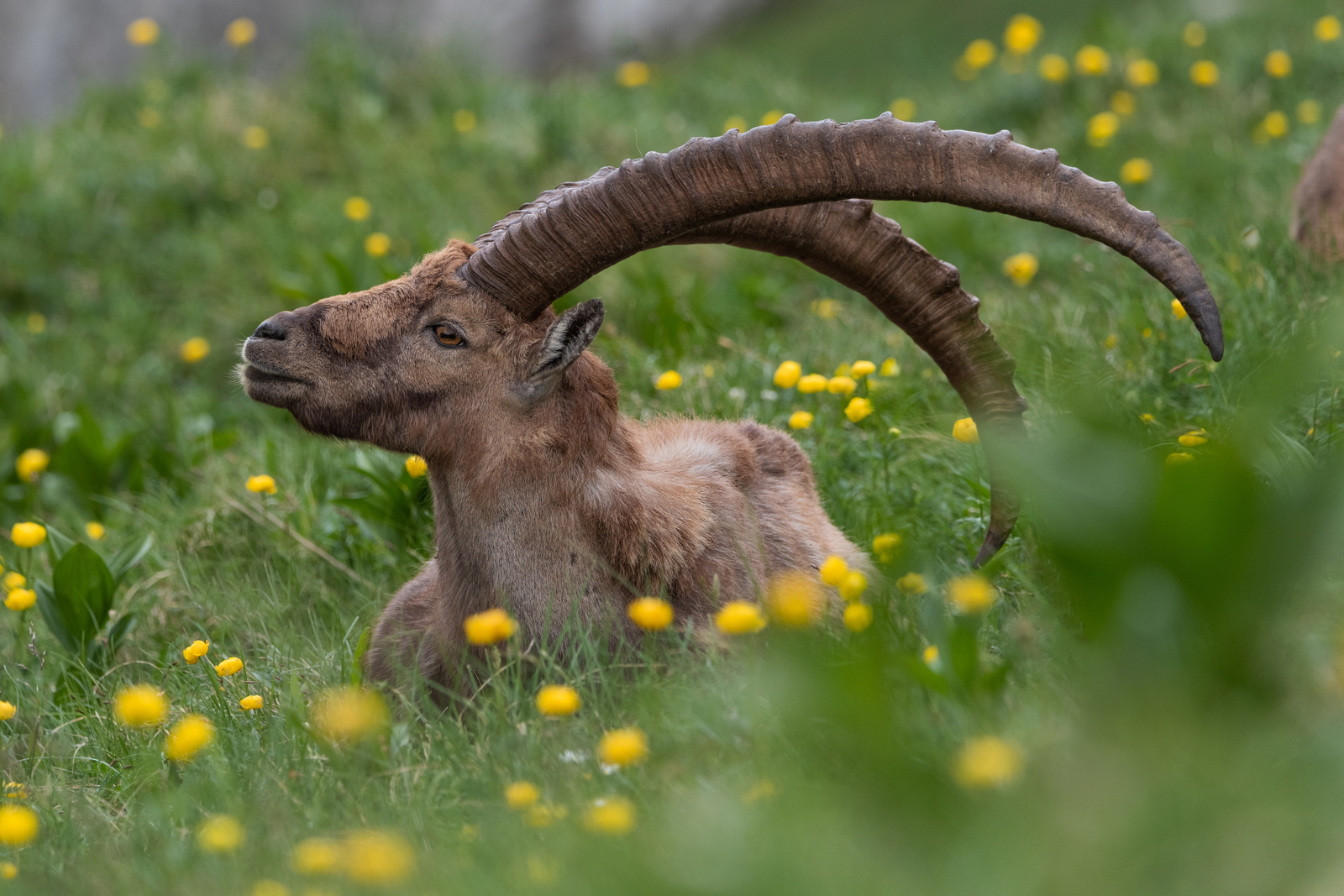 Alpine ibex