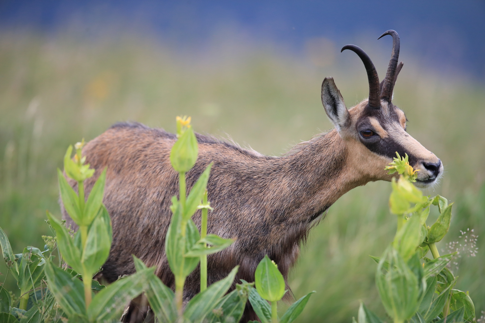 Chamois