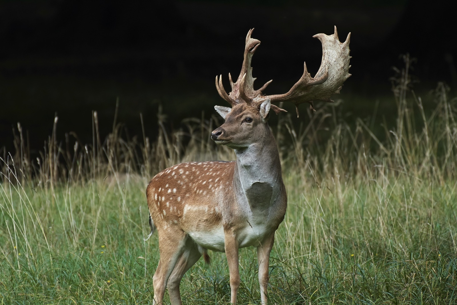 Fallow deer