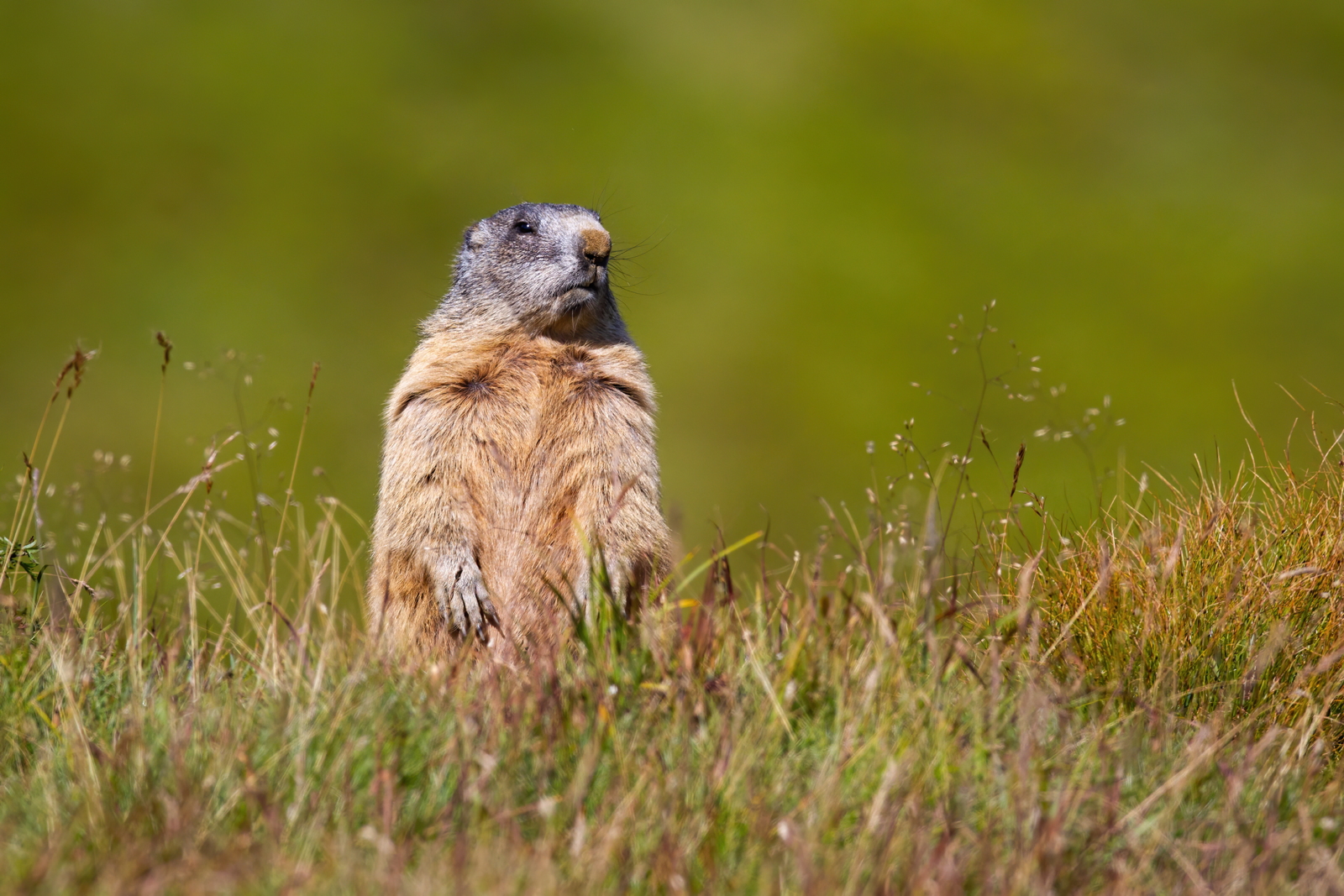 Marmot