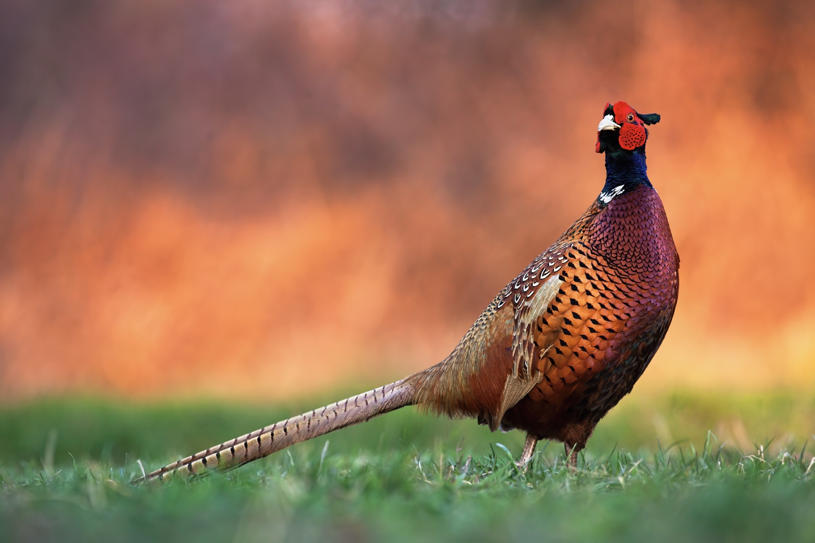Common pheasant