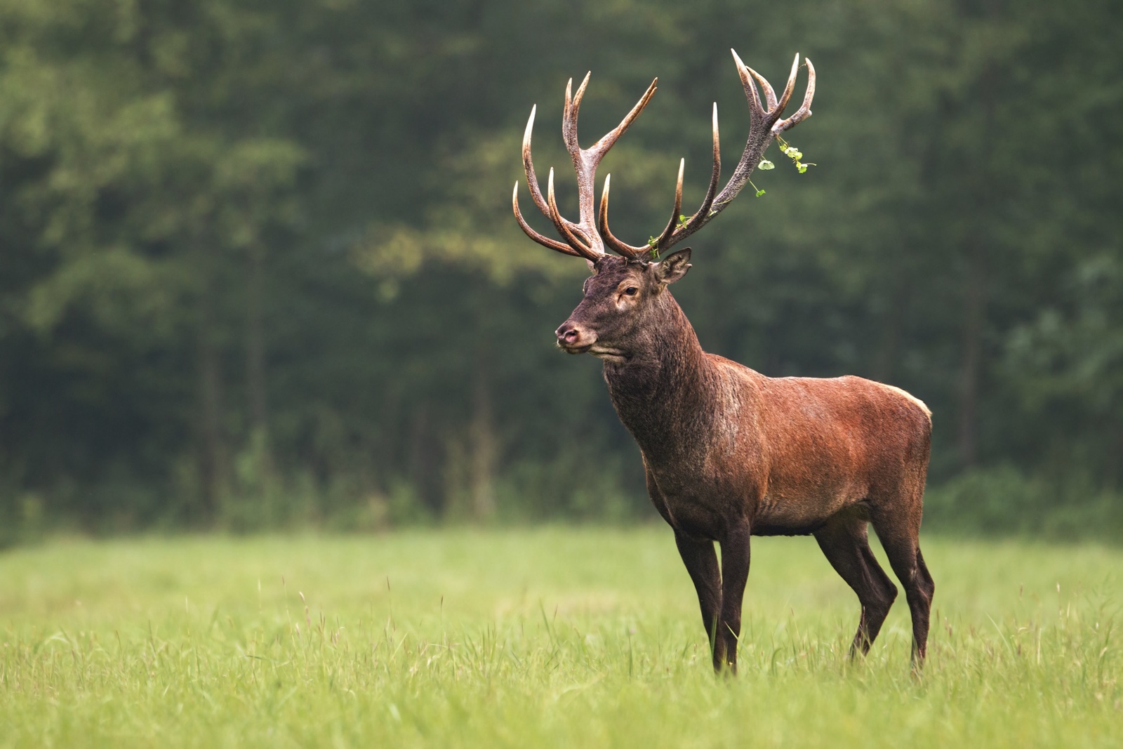 Red deer