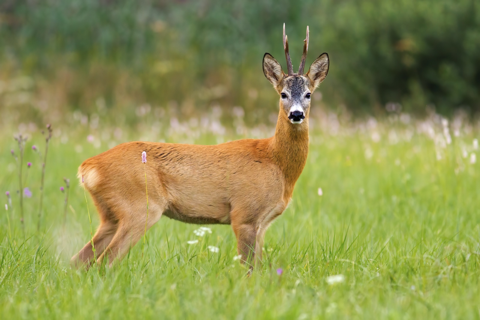 Roe deer