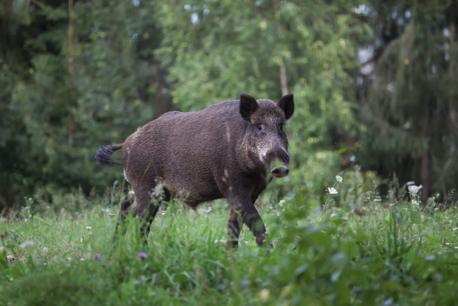 Wild boar